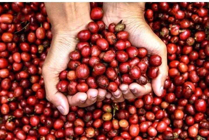 Proses pengeringan kopi