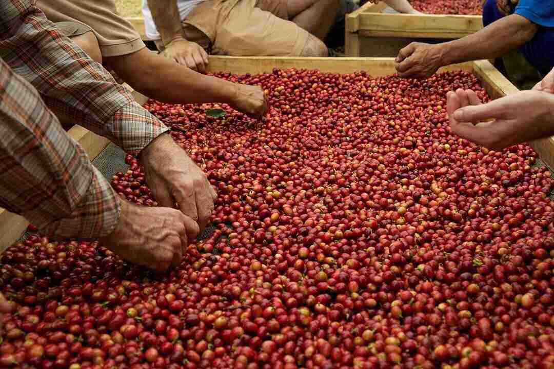 Kebun kopi Nusantara